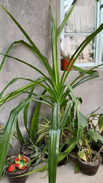 Xona Gullari sotiladi