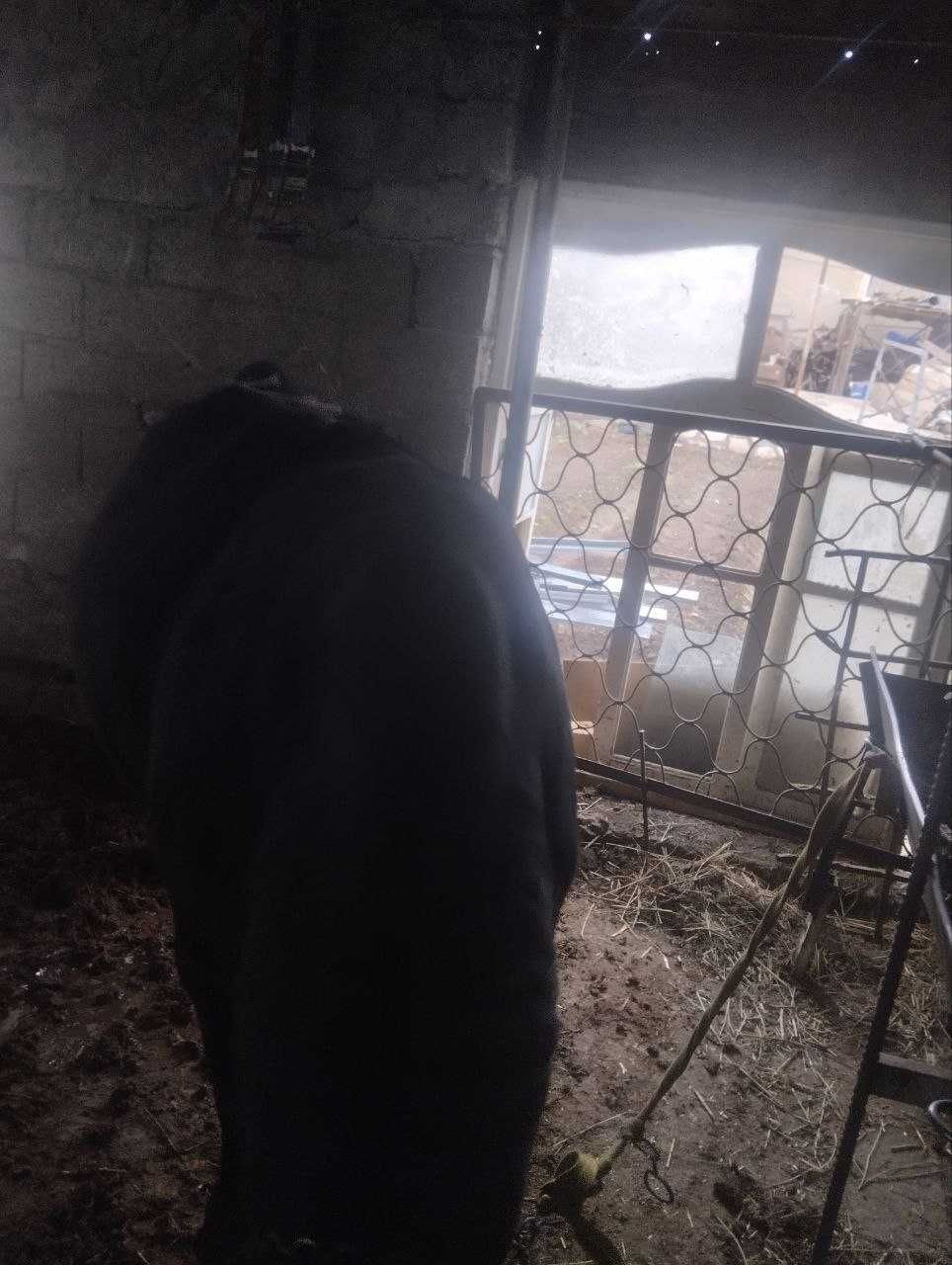 Buxoroda Geofizikada 2ta buqa(ho'kiz) sotiladi