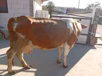 Vaca bălțată Românească