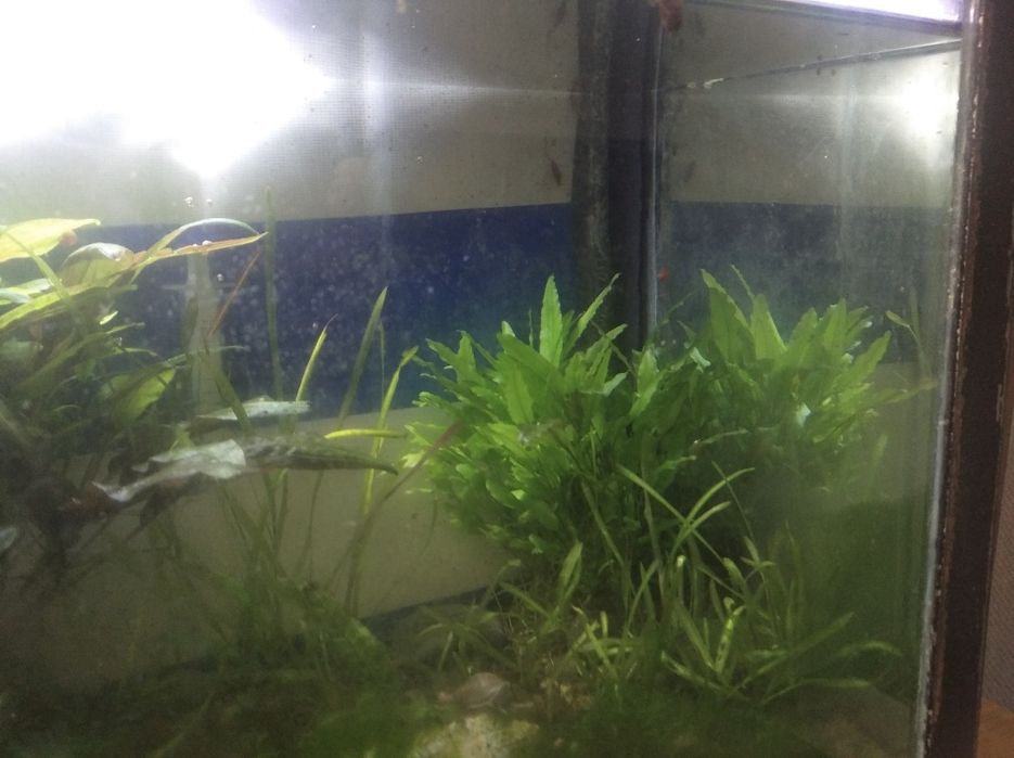 Водоросли папоротник