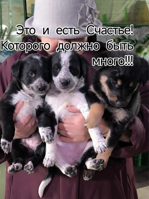 Щенята почти 2 месяца