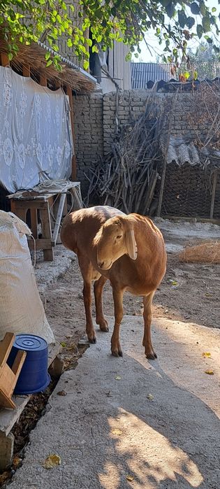 Arashan paroda qochqor