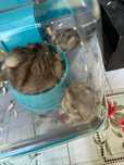 Hamsteri siberieni