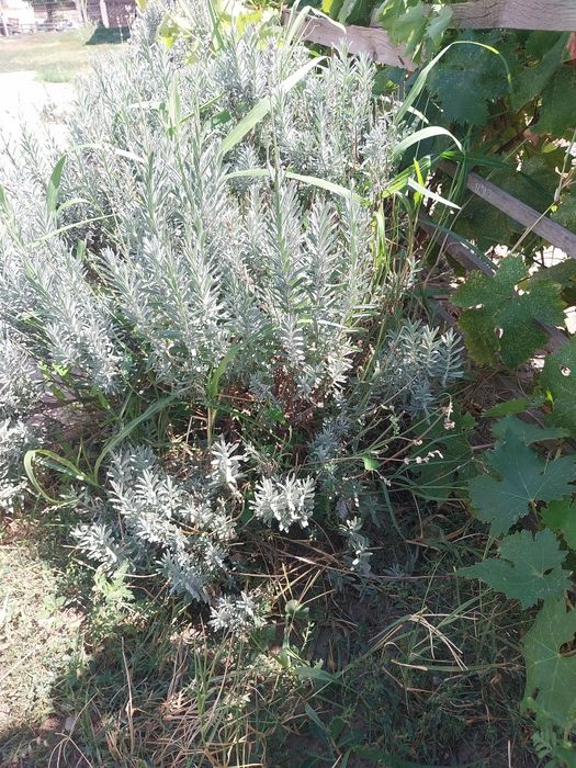 Lavanda la ghiveci înflorește primăvara și toamna