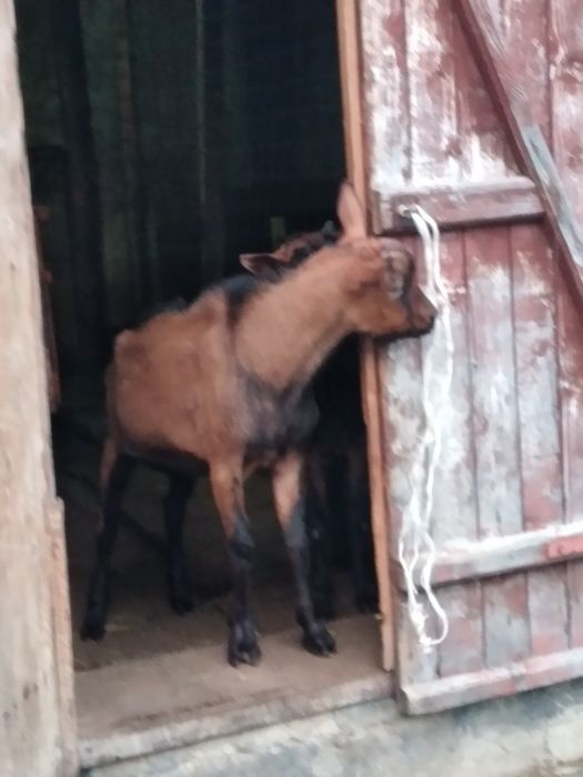 Vând țap alpina franceza