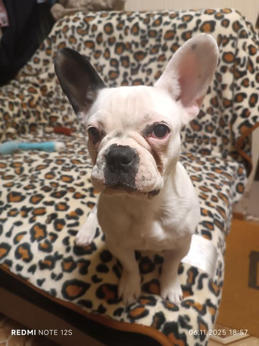 Девочка французский бульдог