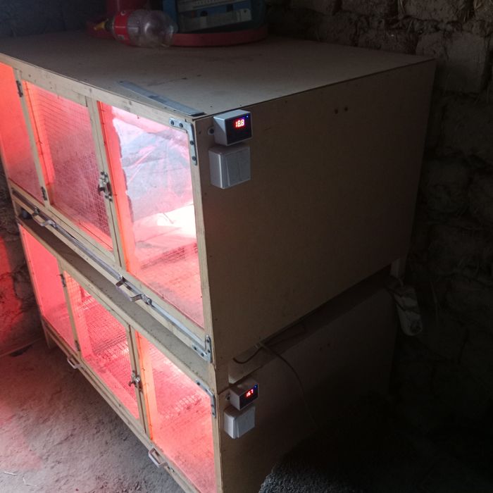 Брудер сотилади куп ишлатилмаган жужа катта киладиган раддом