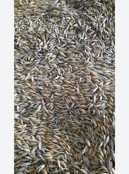 Ovaz și orz de vanzare