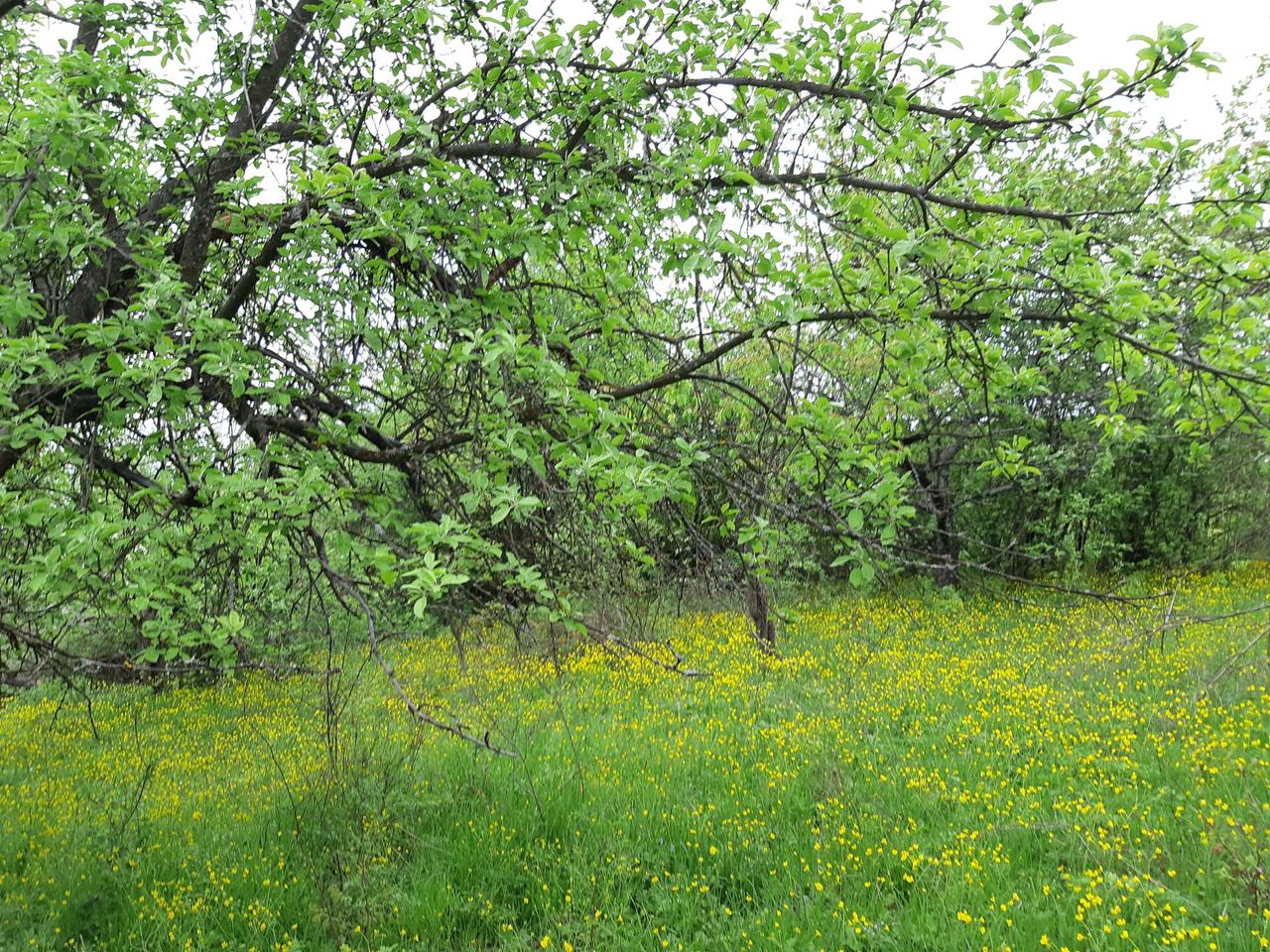 Продава се Къща в с. Първомайци, Област Велико Търново - 105 кв.м за 67 €/кв.м - Снимка #15