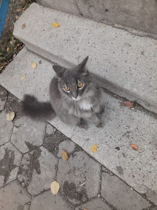 Кошка!Срочно!     !