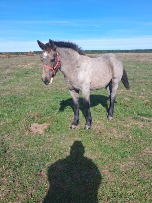 De vânzare mânz de 5-6 lunii