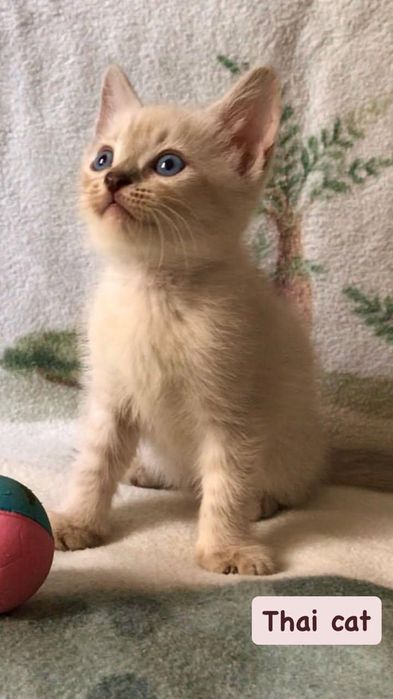 Котёнок тайской кошки