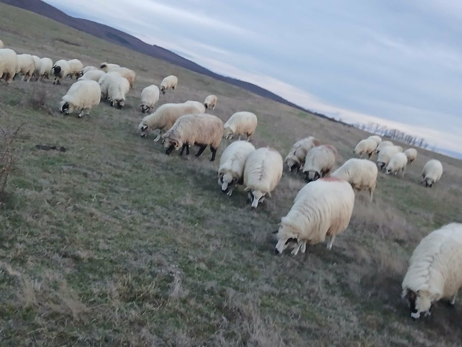 De vânzare oi breze