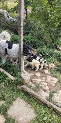 каракачански овчарски кучета