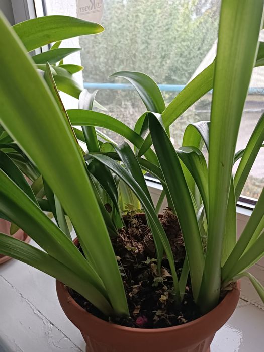 Продам комнатные цветы гиппеаструм


+7
Гиппеаструм