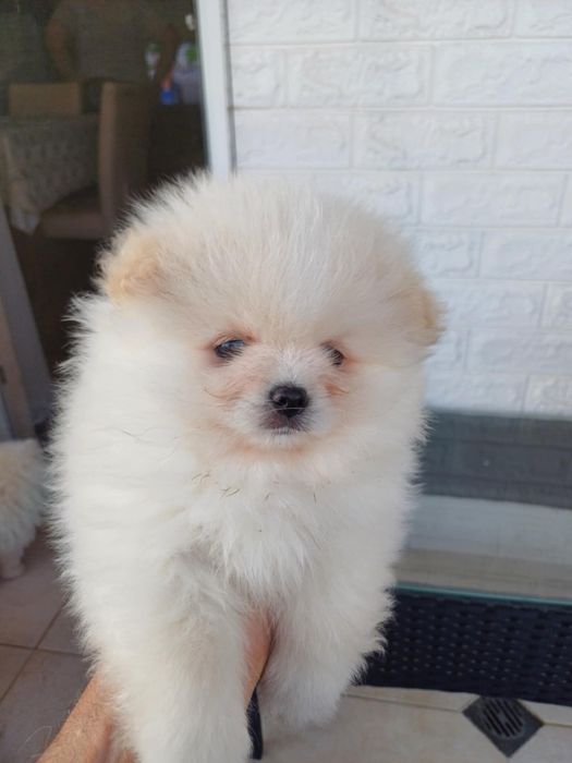 Померанче малко момченце