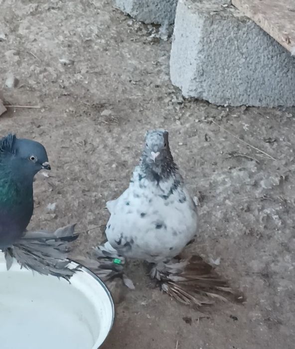 Продается голуби