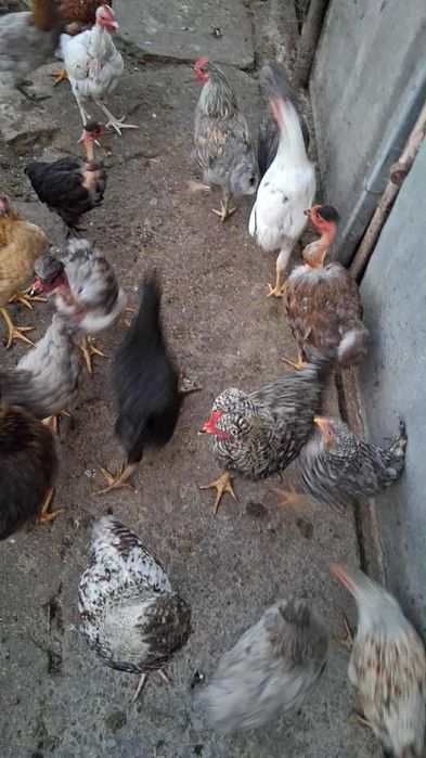 Puicuțe de anu acesta