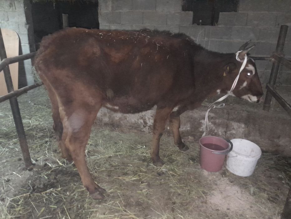 Телка. Құнажын. Сиыр