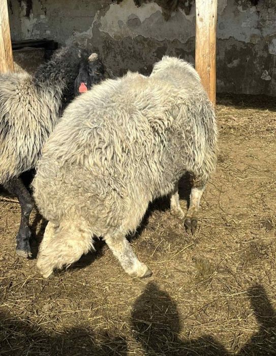 Berbeci karakul brumarii