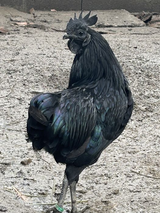 De vanzare cocos ayam cemani