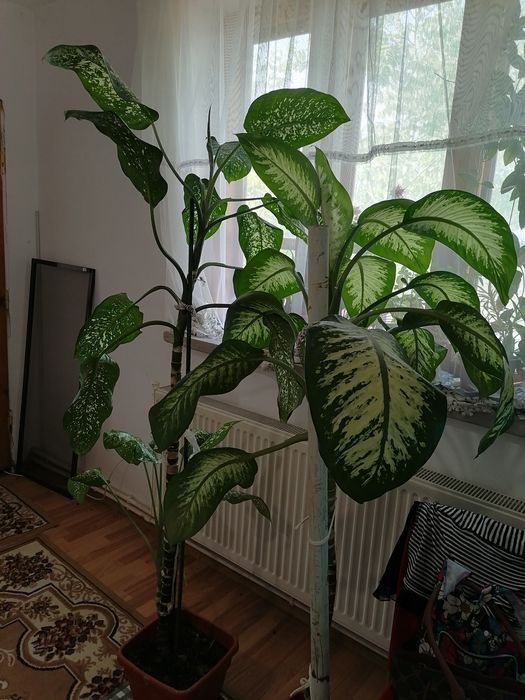 PLANTE MARI(2)- în Craiova