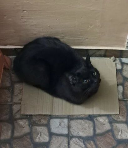 Котику нужен дом