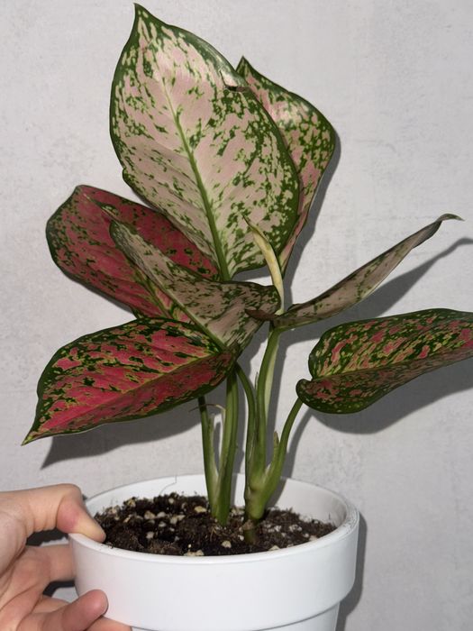 Аглонема Ред Валентин