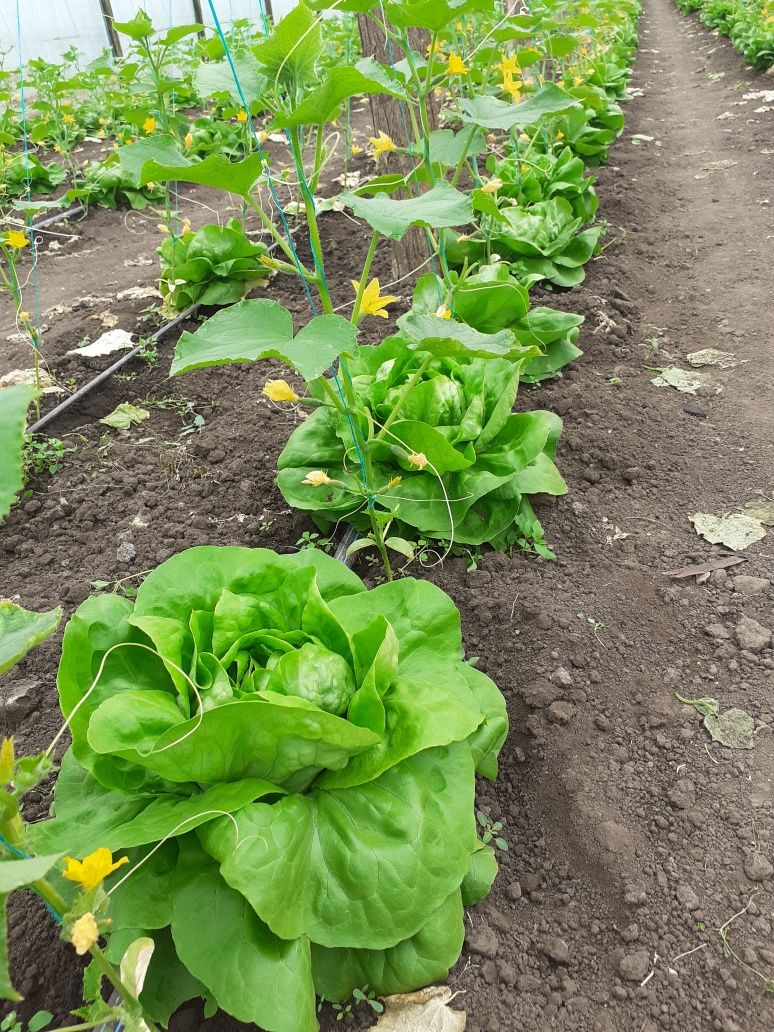 Salata verde de vanzare