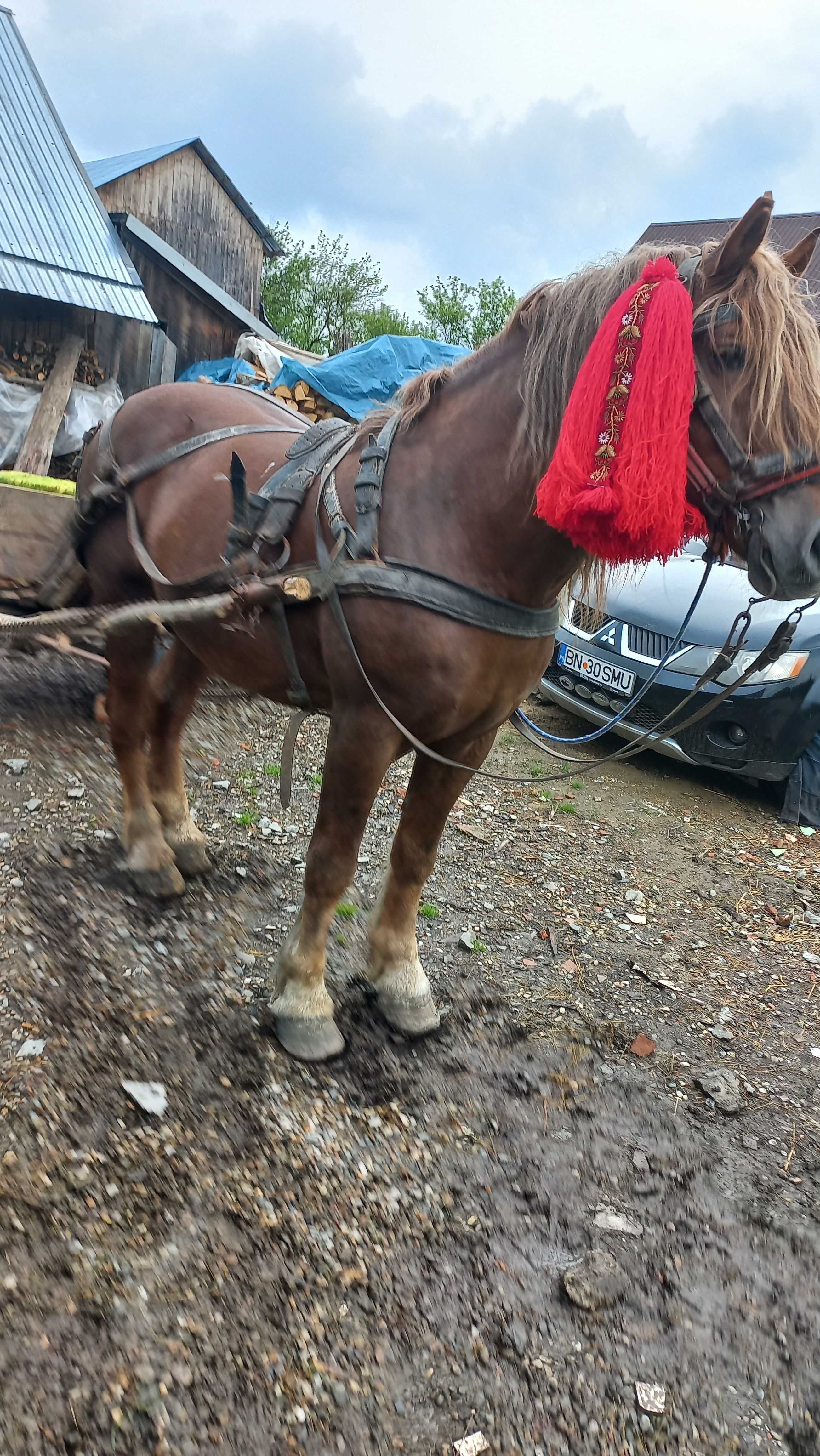 Cal de vânzare in satul Tăure, com. Nimigea