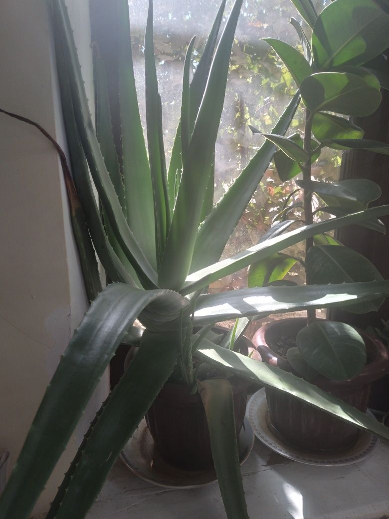 Shifobaxsh Aloe òsimligi