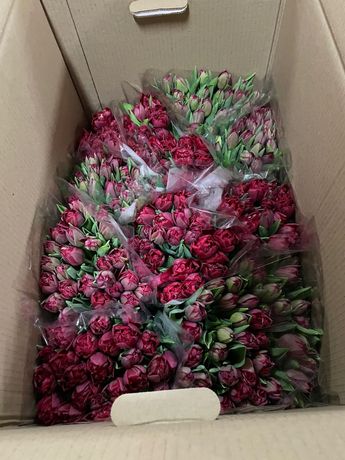 Тюльпаны Беларусь