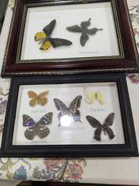 Бабочки коллекционные