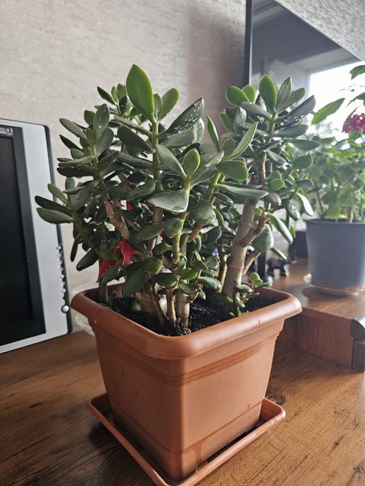 Продам толстянку овальную