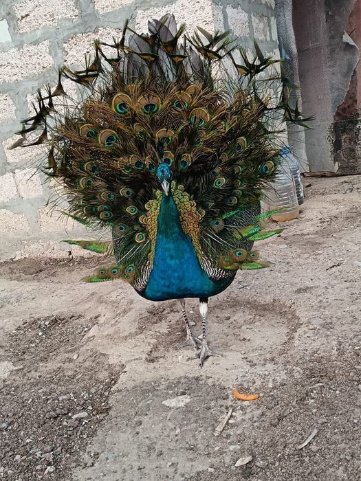 Павлин жұбымен сатылады