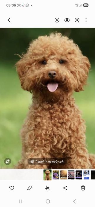 Пудель малый красный