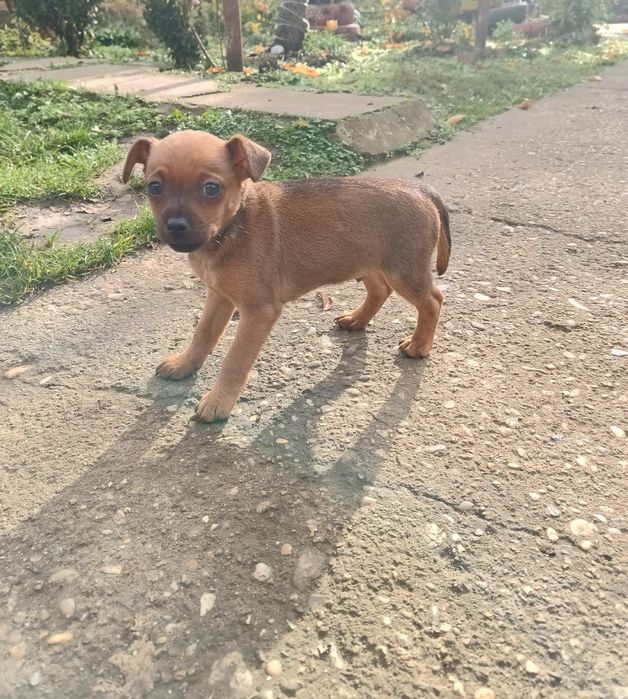 Продавам Мъжко Пинчер