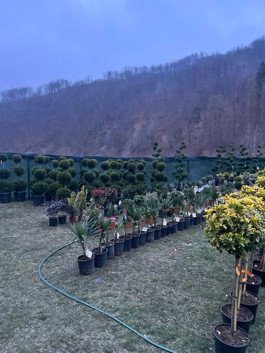 Maslin secular   plante