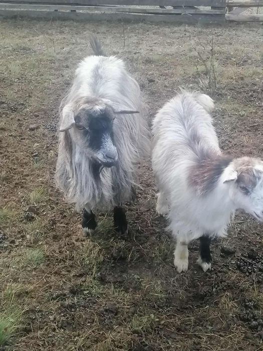 Vând 2 capre ,3 iede și un ied