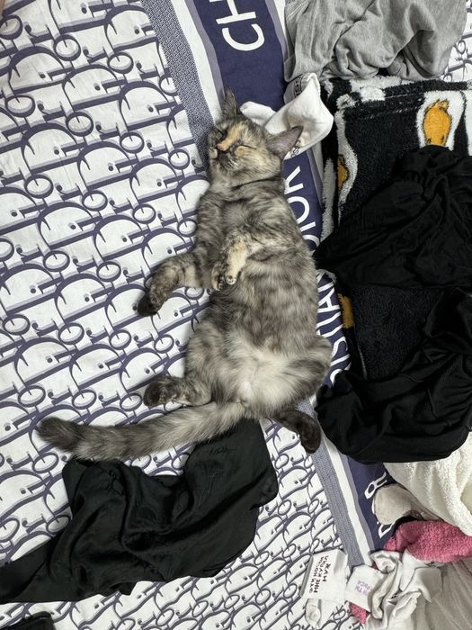 Продам кошку. Дома малыш из за этого не могу держать кошку дома……………..