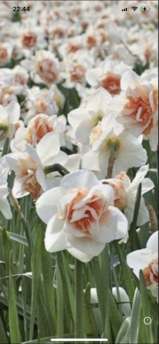 Bulbi de marcise 0,50bani buc