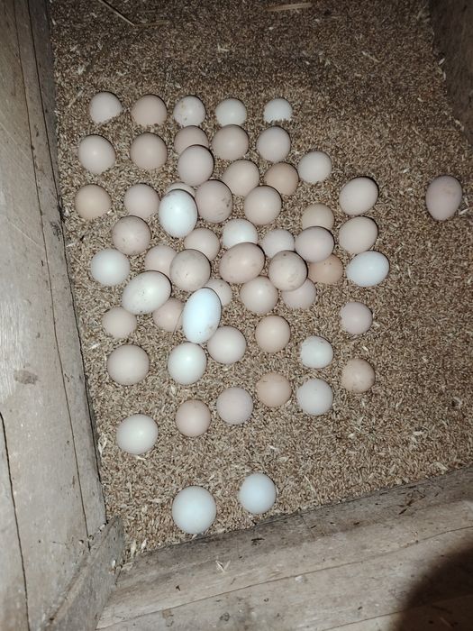 Vând ouă proaspete