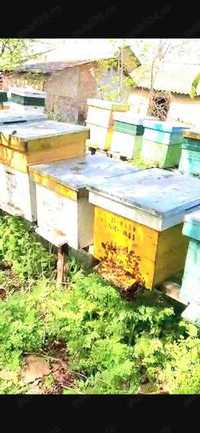 Vand familii de albine,roiuri si rame cu puiet