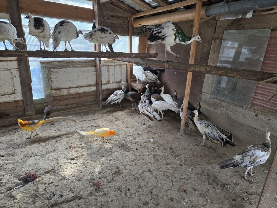 Vand pauni tineri 2025