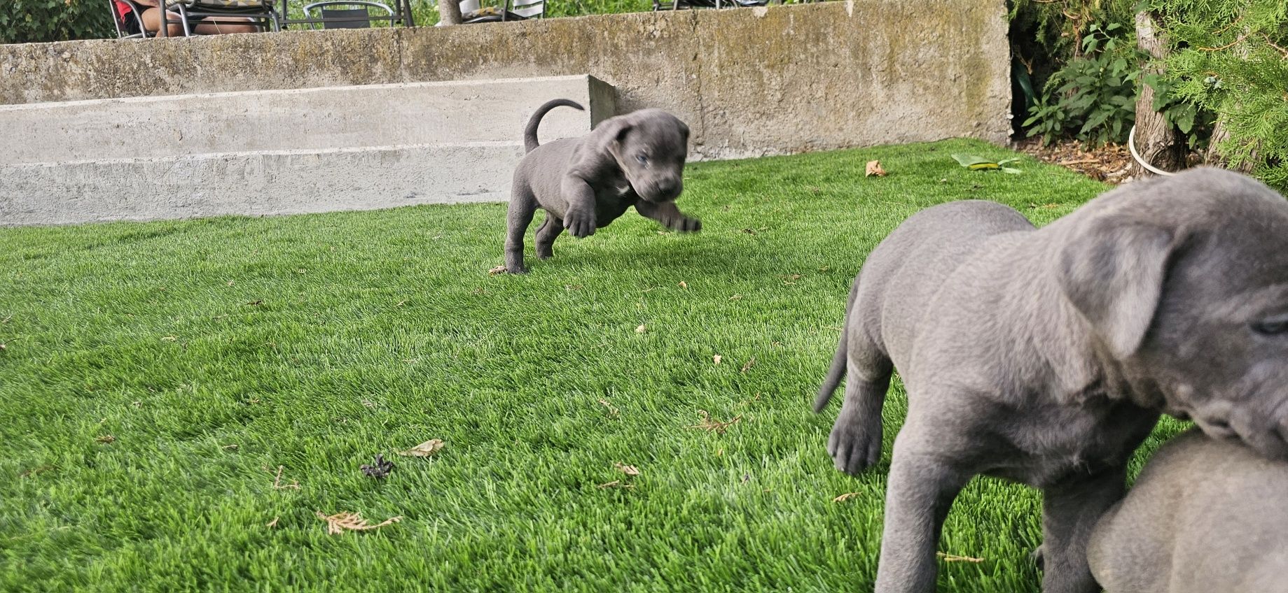 Кученца Кане Корсо Cane Corso