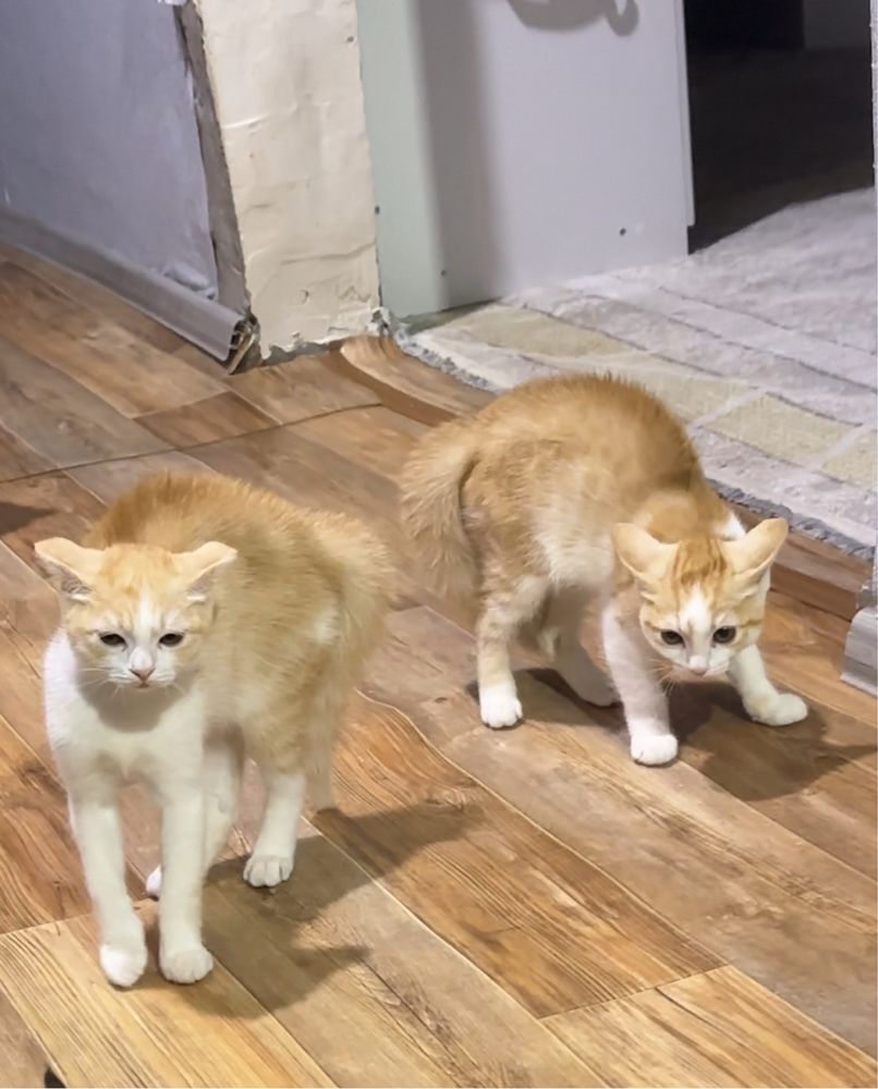 Кошка кот котонок