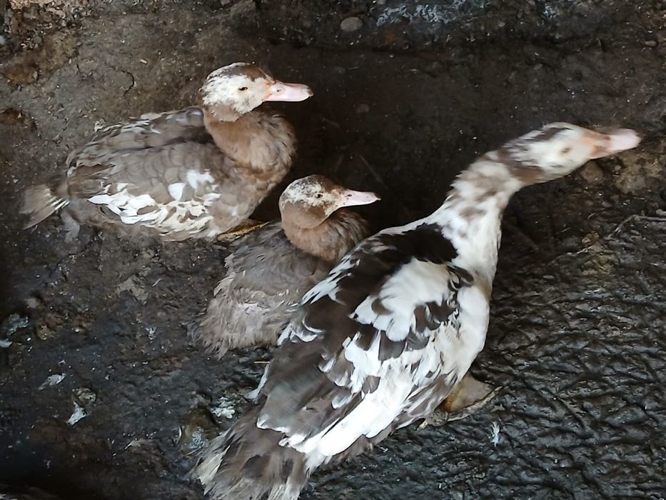 Vand rate mute colorate