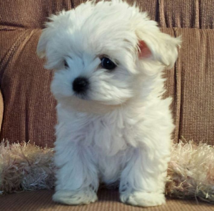 Bichon mini toy 2
