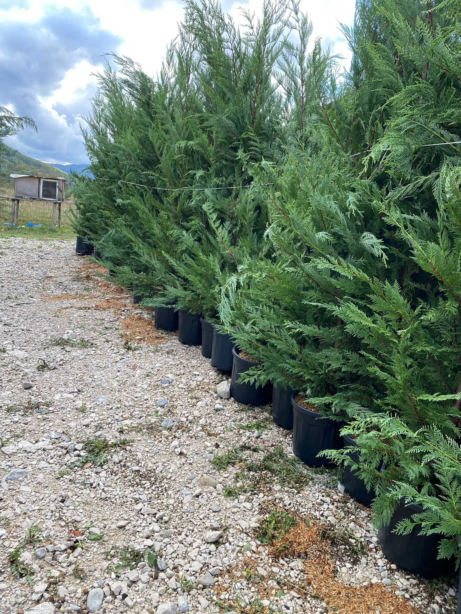 Cupressocyparis Leylandii 1.50m - 3m - Frumusețea unui gard natural