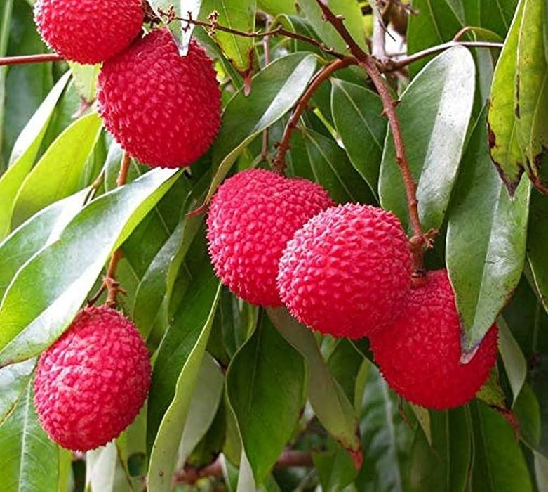 Arbuști Fructiferi  Litchi